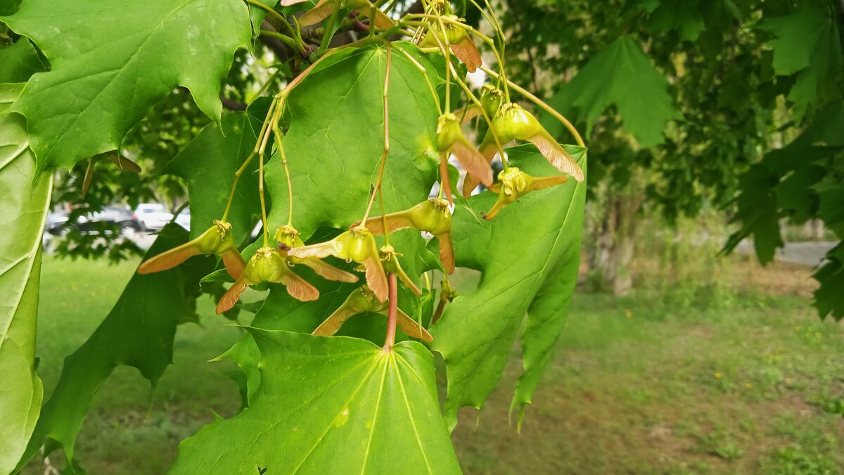 А вот и май ! - Елена Шаламова