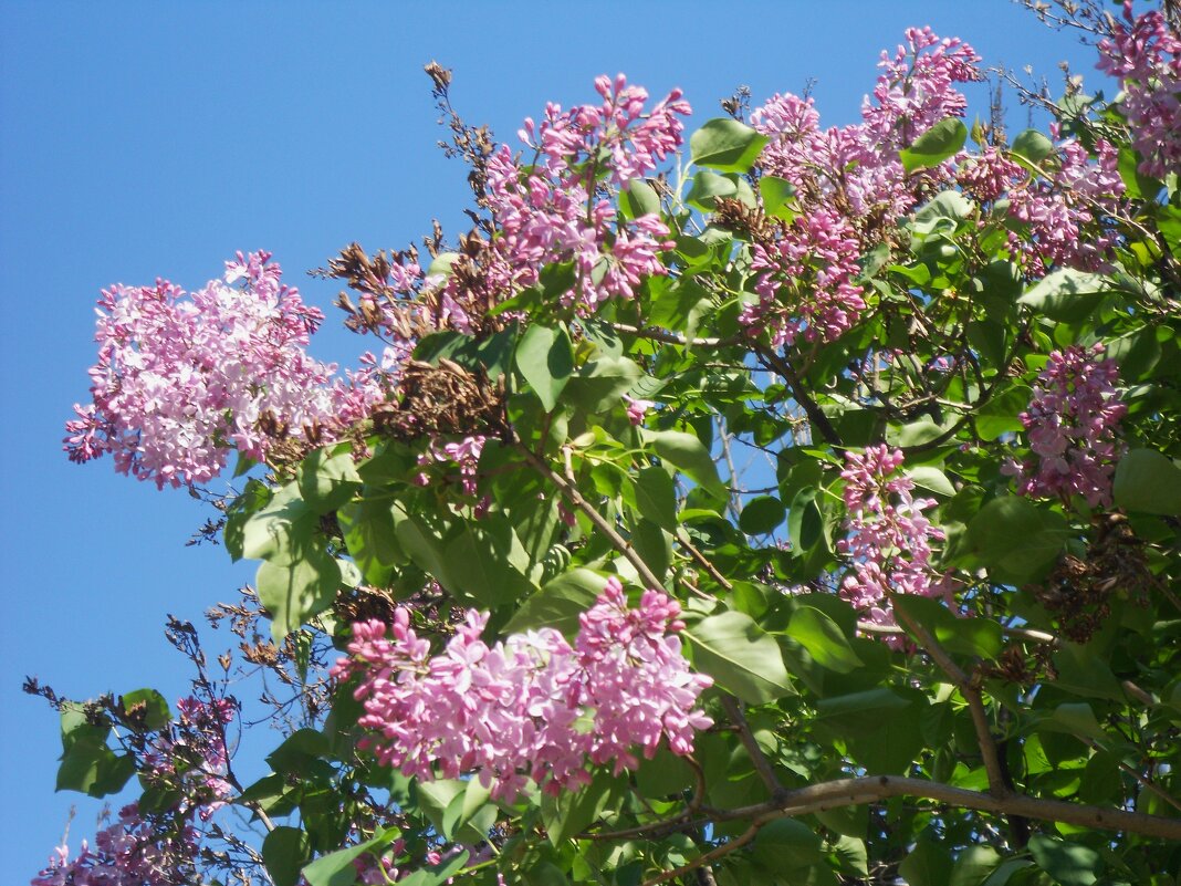 апрель - Елена Шаламова