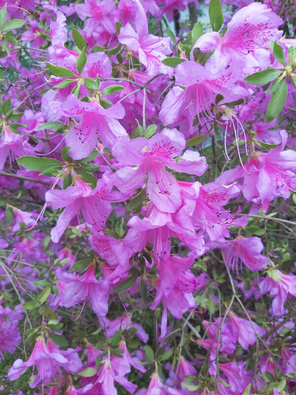 АЗАЛИЯ - Tata Wolf АЗАЛИЯ - Tata Wolf