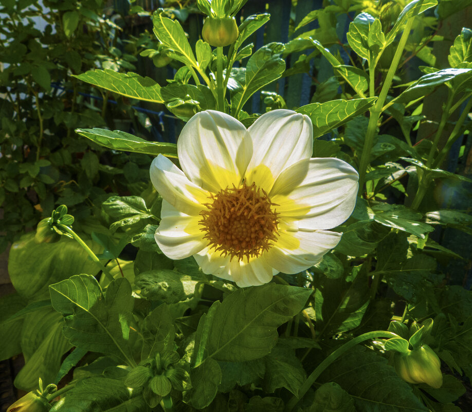 Георгина белая - Валентин Семчишин Георгина белая - Валентин Семчишин