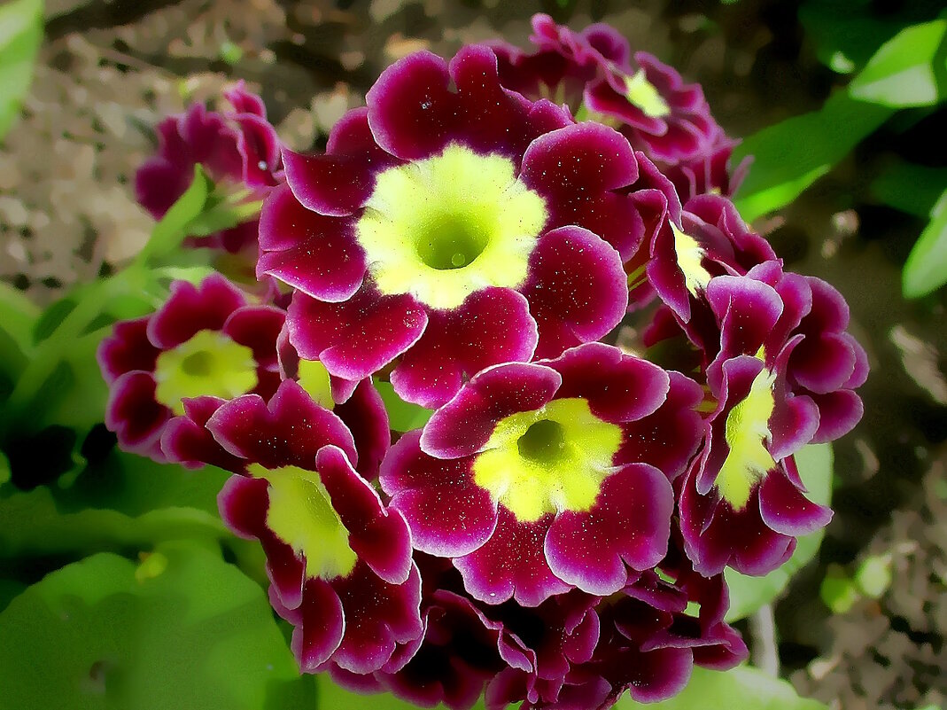 Примула - ключики весны - Ольга Довженко