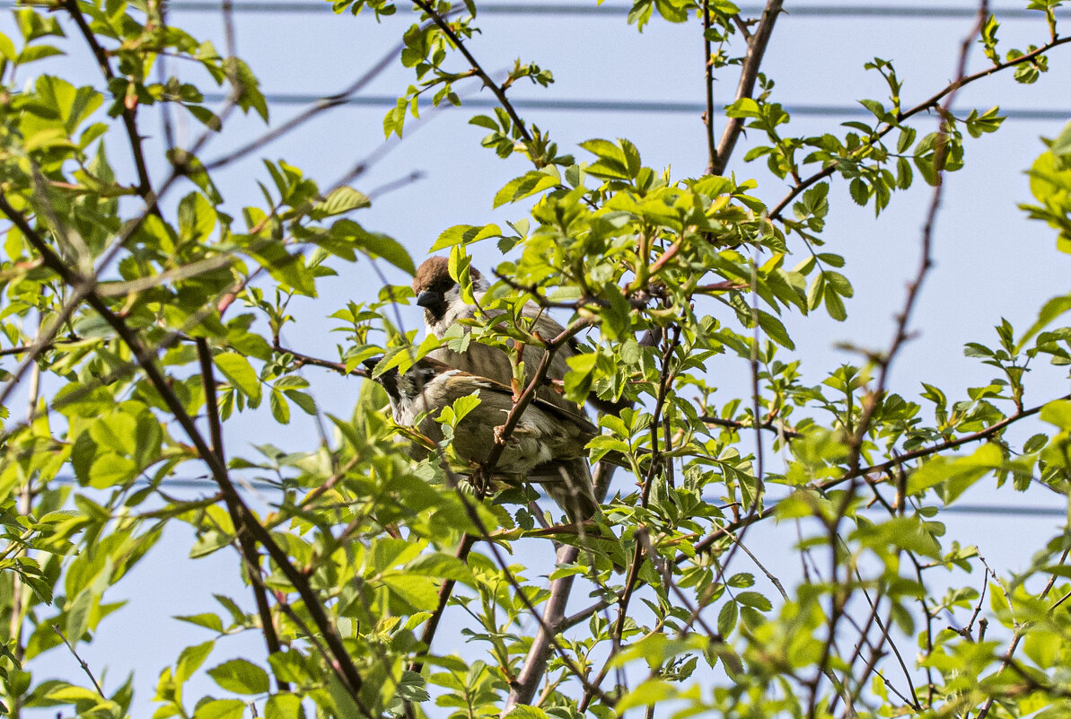 Весна, время птичьих свиданий - Петр Беляков