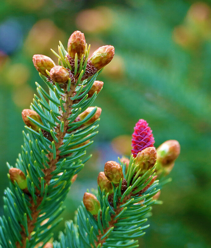 Молодые еловые шишечки - Светлана 