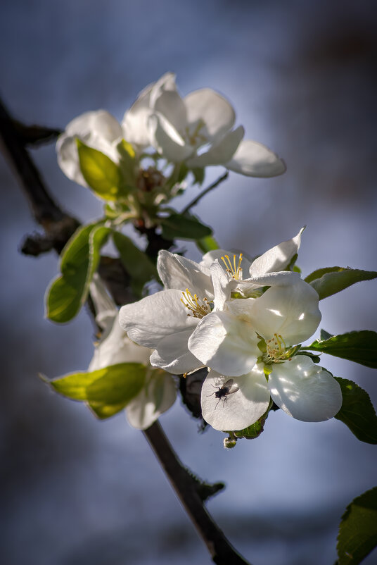 Цветет антоновка - Евгений Лимонтов Цветет антоновка - Евгений Лимонтов