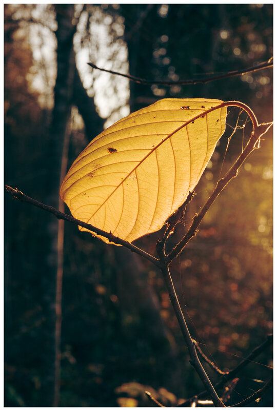 *** - someone somewere