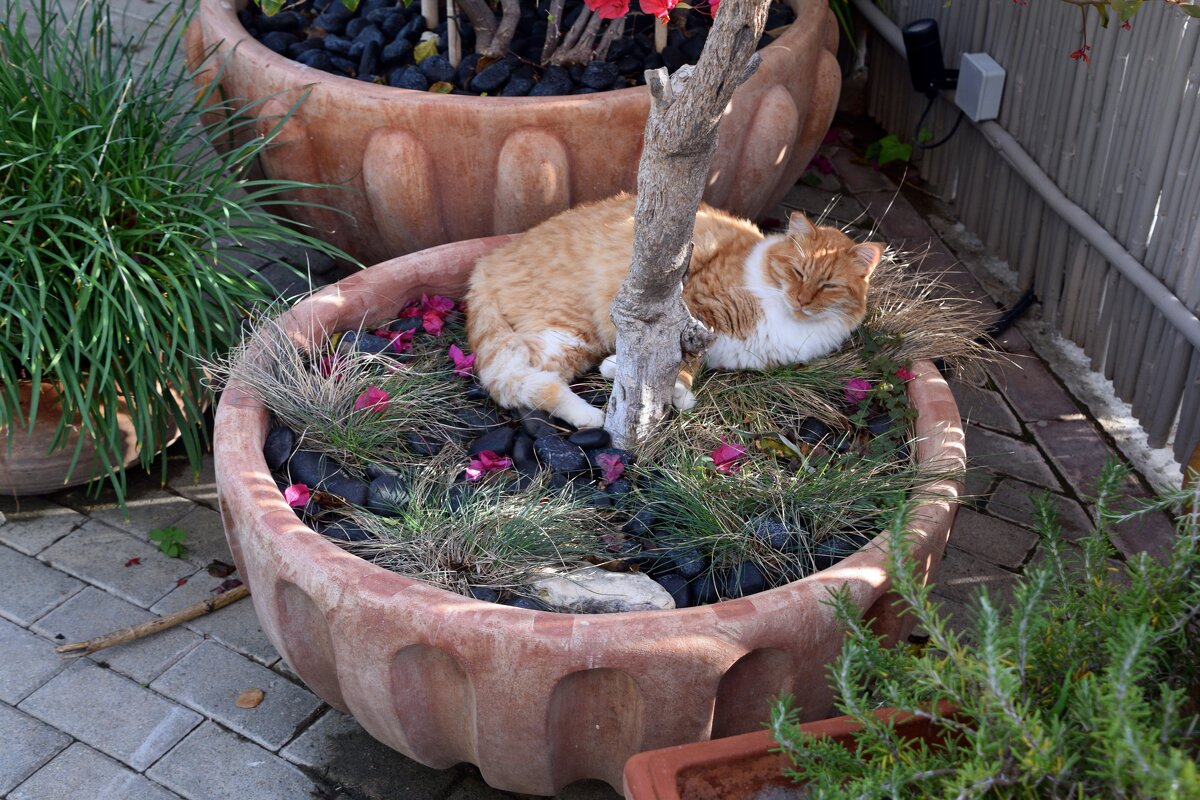 Сиеста - Oleg4618 Шутченко Сиеста - Oleg4618 Шутченко