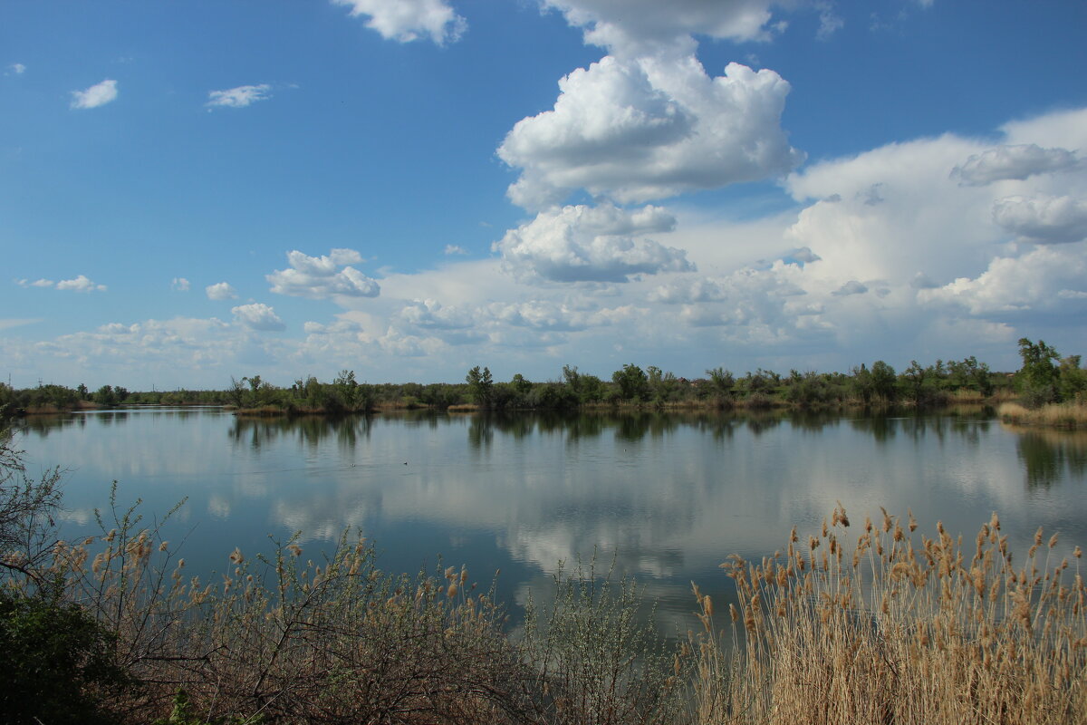 Местные виды. - Виктор 