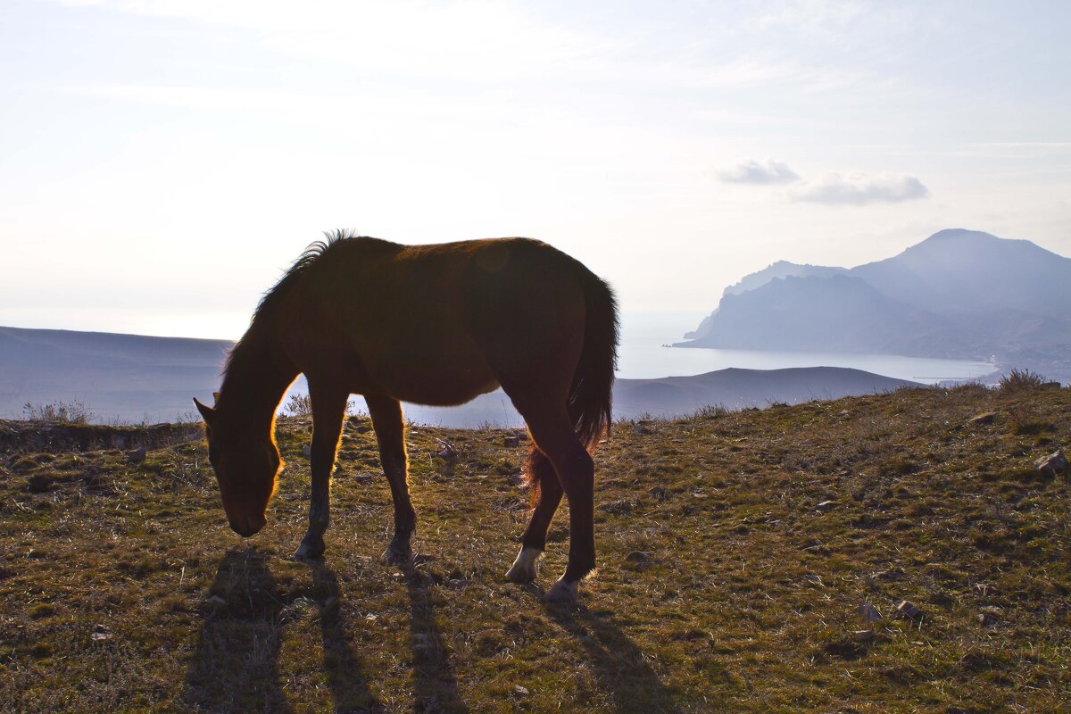 Лошадка на выпасе - Геннадий Валеев Лошадка на выпасе - Геннадий Валеев
