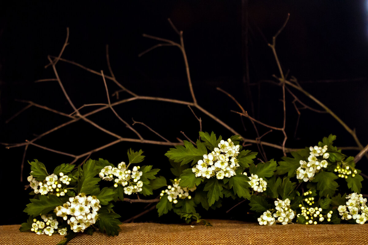 Ветка боярышника - Наталья Крюкова Ветка боярышника - Наталья Крюкова