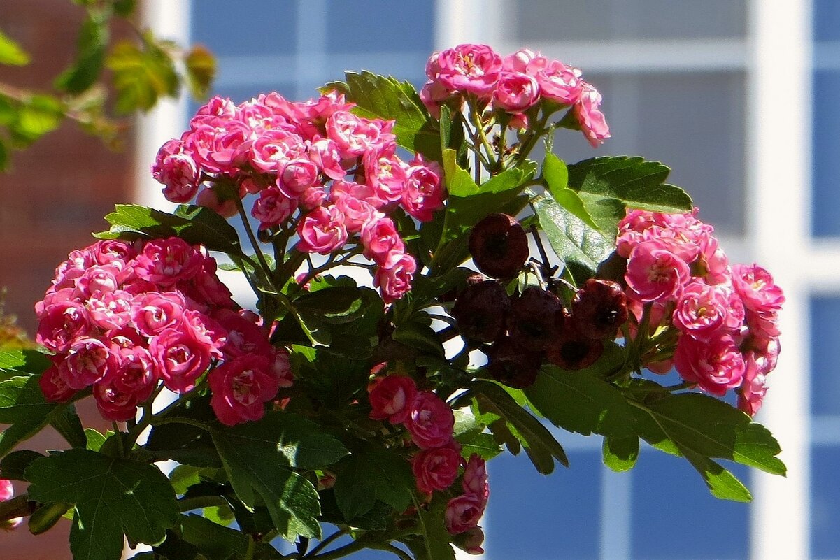 Майские цветы и прошлогодние ягоды боярышника - Татьяна Смоляниченко Майские цветы и прошлогодние ягоды боярышника - Татьяна Смоляниченко