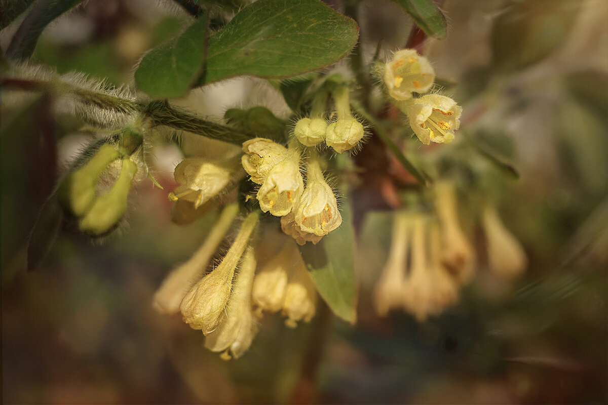 палитра весны - Svetlana Galvez палитра весны - Svetlana Galvez