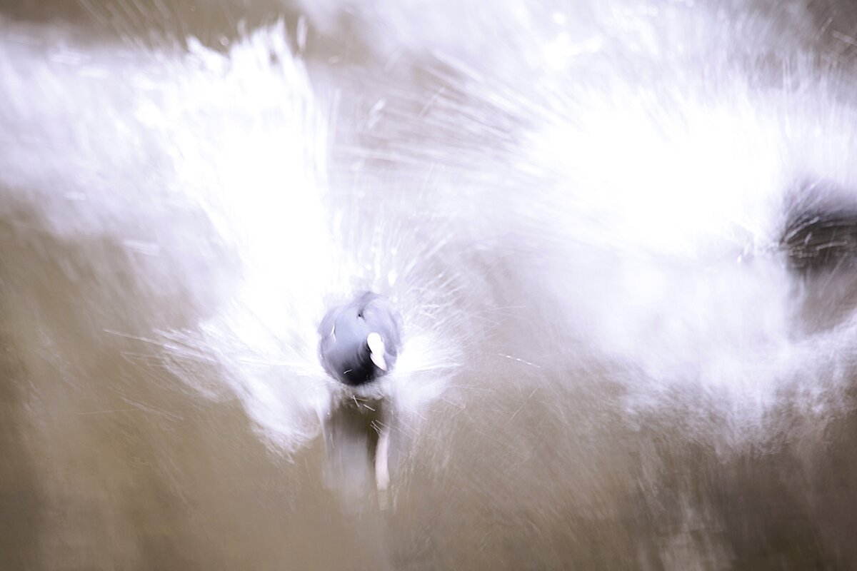 Соперничество лысух на пруду - Танзиля Завьялова