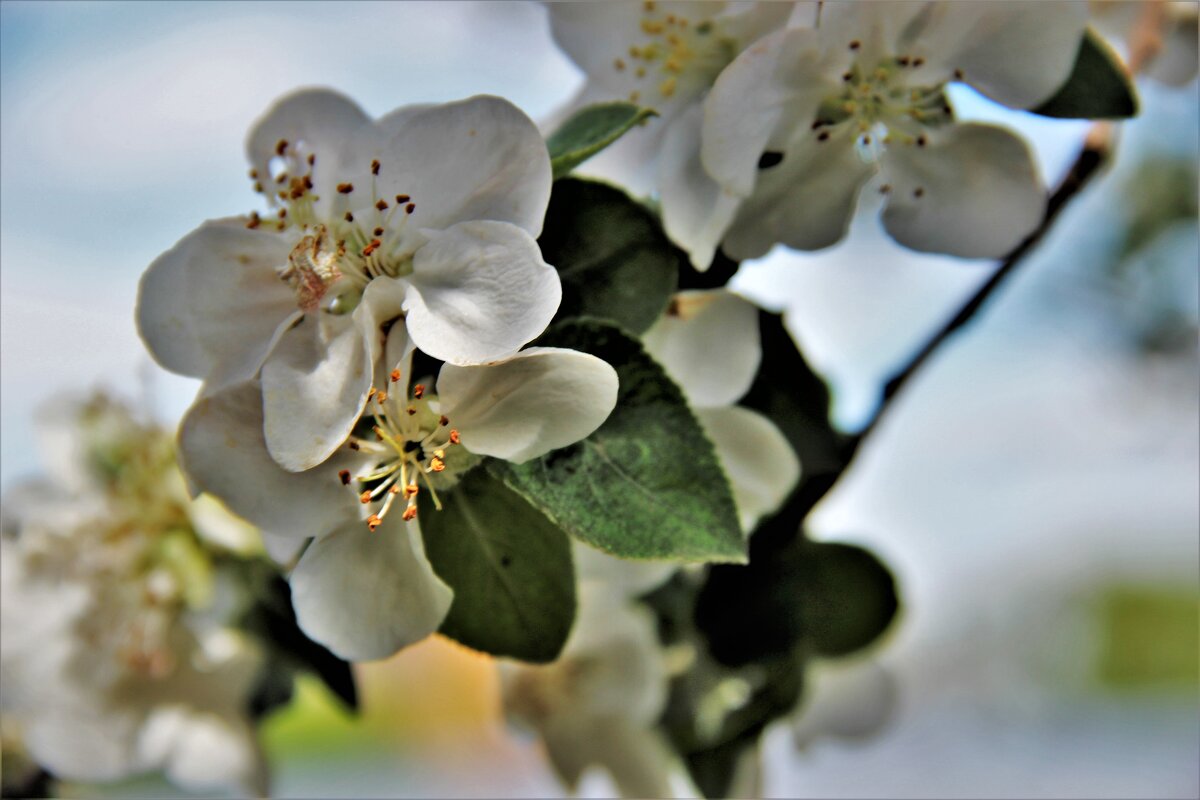 Май. - Венера Чуйкова Май. - Венера Чуйкова