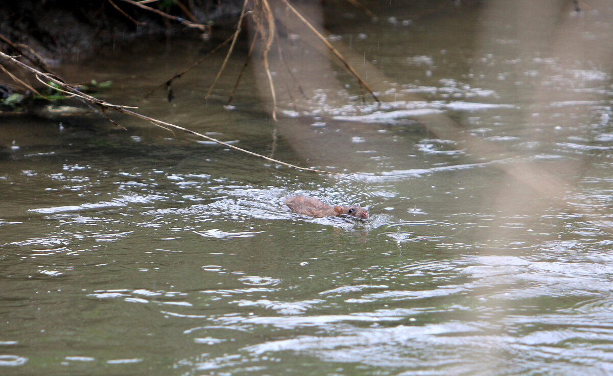 Водоплавующее - Николай (dr.Zlo) Кузнецов