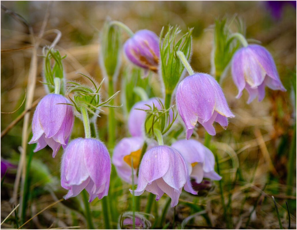 Весенние первоцветы... - Алексей Мезенцев Весенние первоцветы... - Алексей Мезенцев