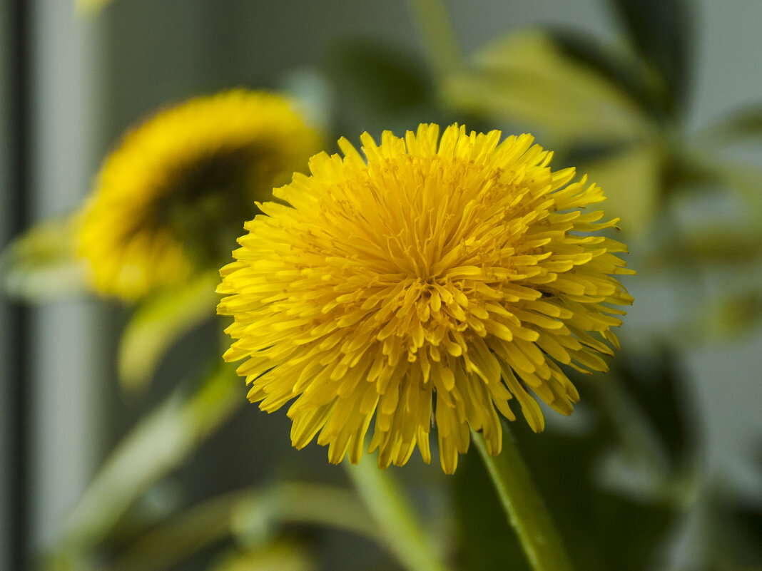 ... - Елена Пономарева