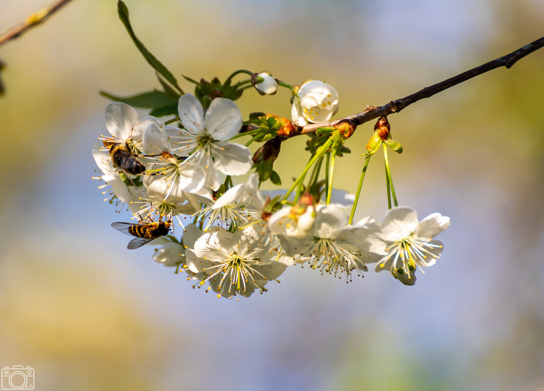 Вишня - Александр 