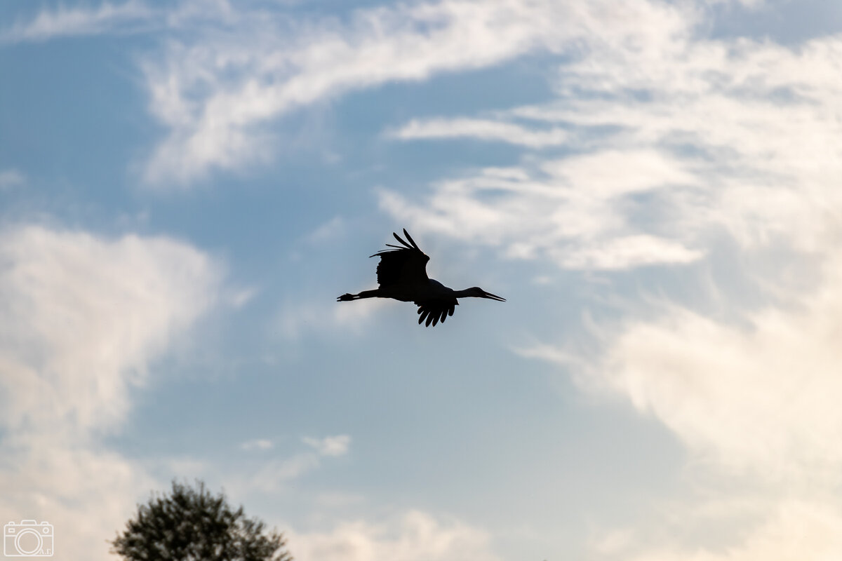 Аист - Александр 