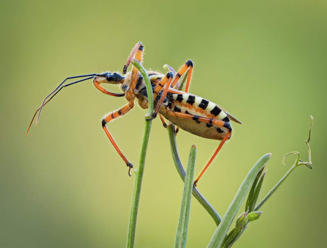 Клоп (Rhynocoris punctiventris) - Александр Григорьев Клоп (Rhynocoris punctiventris) - Александр Григорьев