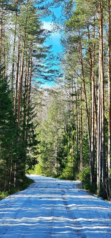 Церковь Михаила Архангела "в бору" - Михаил Свиденцов