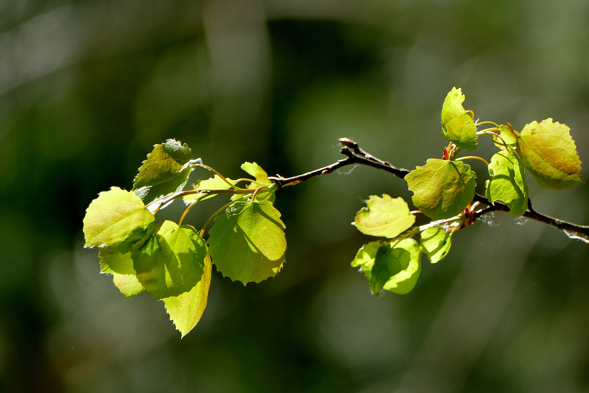 природа начала мая 1 - Александр Прокудин природа начала мая 1 - Александр Прокудин