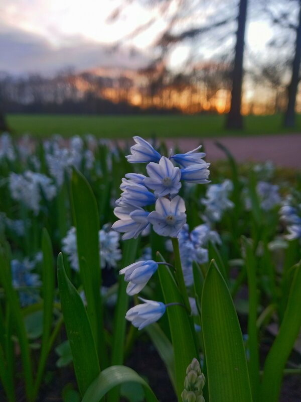 Пушкиния - Сапсан 