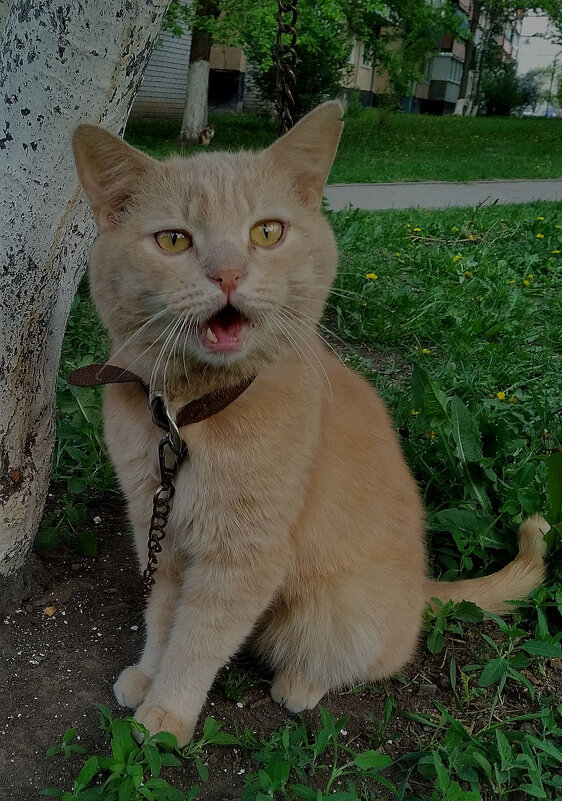 Отпустите меня... - Валентина  Нефёдова 