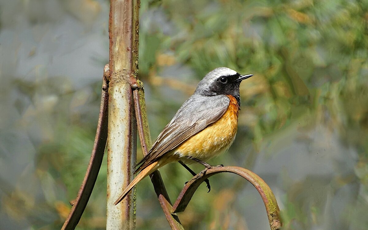 Горихвостка - Милешкин Владимир Алексеевич Горихвостка - Милешкин Владимир Алексеевич