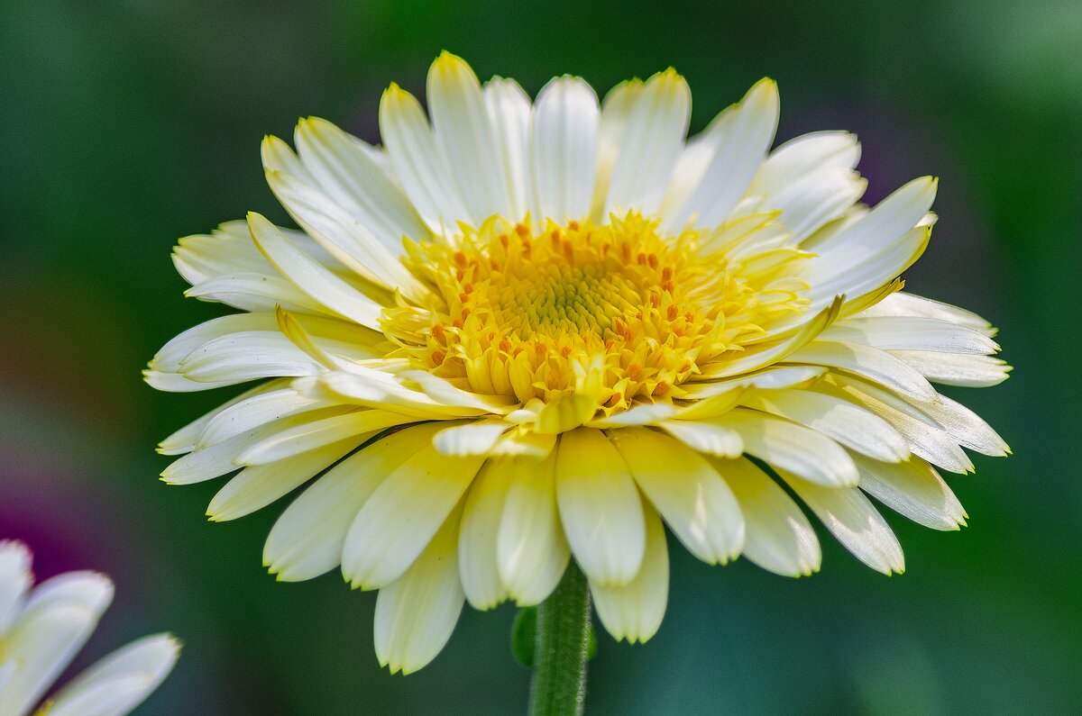 *** - Виктор Иванович Чернюк *** - Виктор Иванович Чернюк