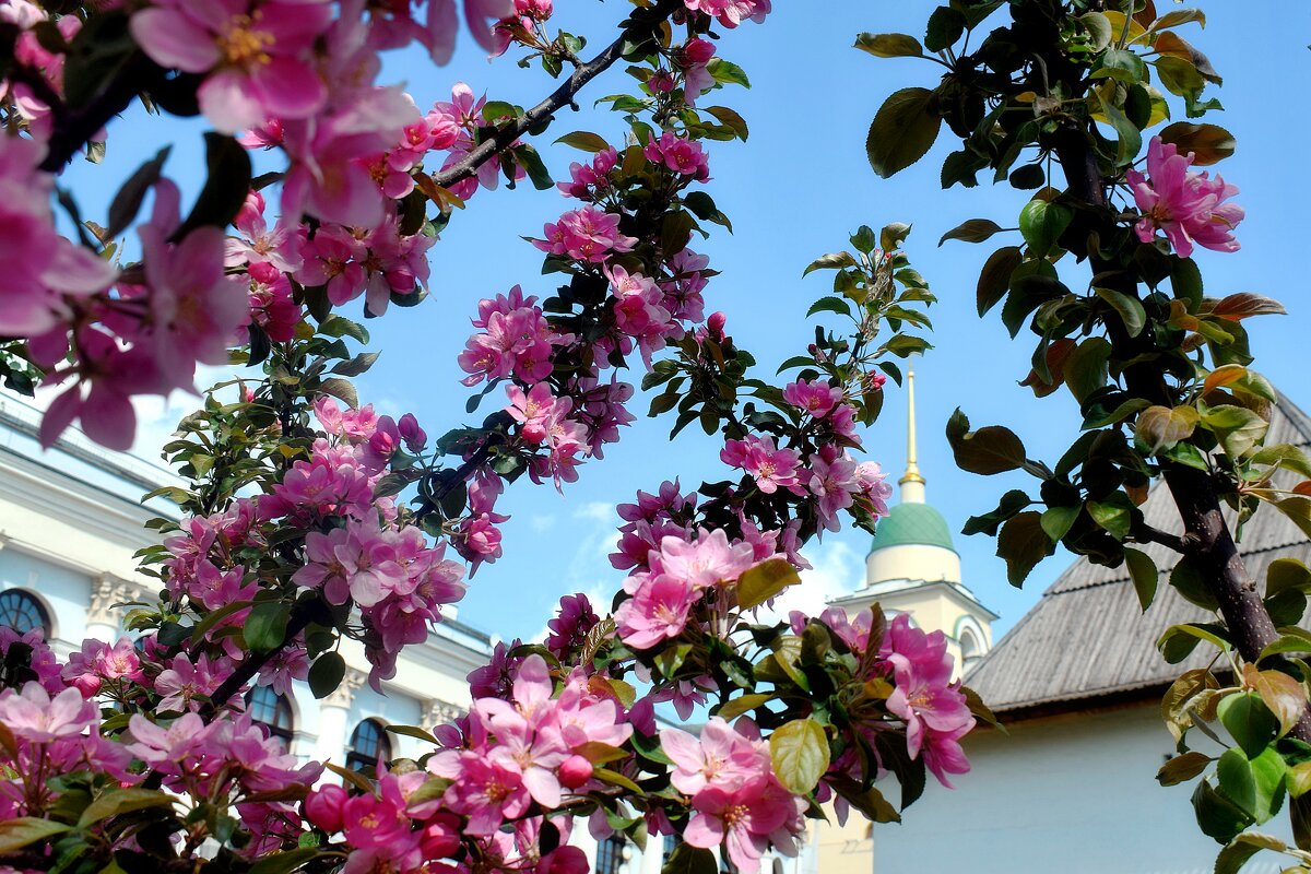 Время пышного цветения. - Татьяна Помогалова