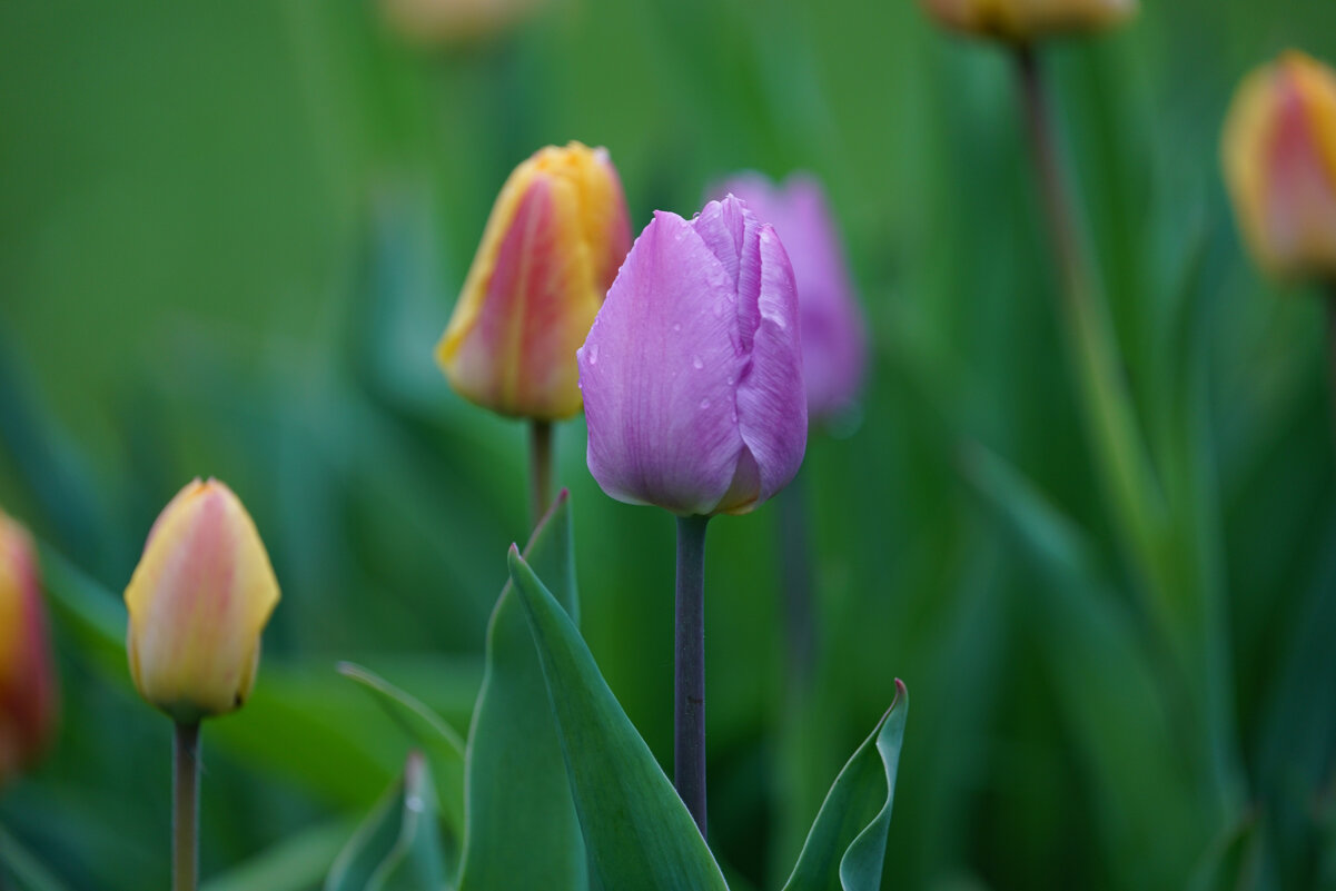 *** - Иван Литвинов