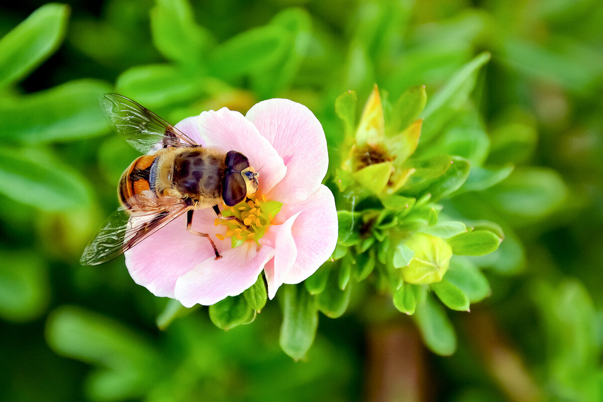 Весна - Виктор Орехов