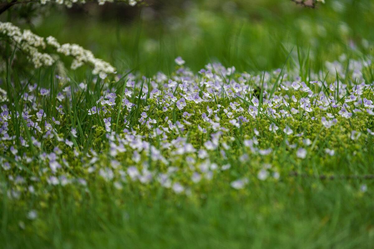 *** - Иван Литвинов