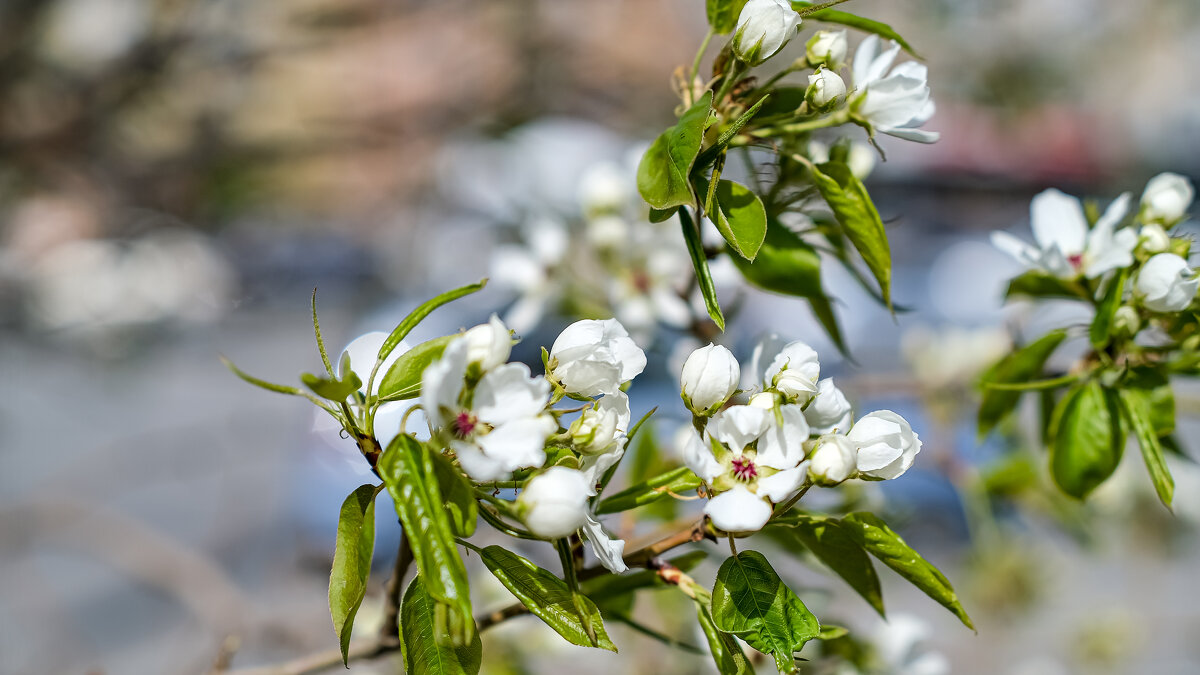 Снова май! - Dmitry i Mary S Снова май! - Dmitry i Mary S