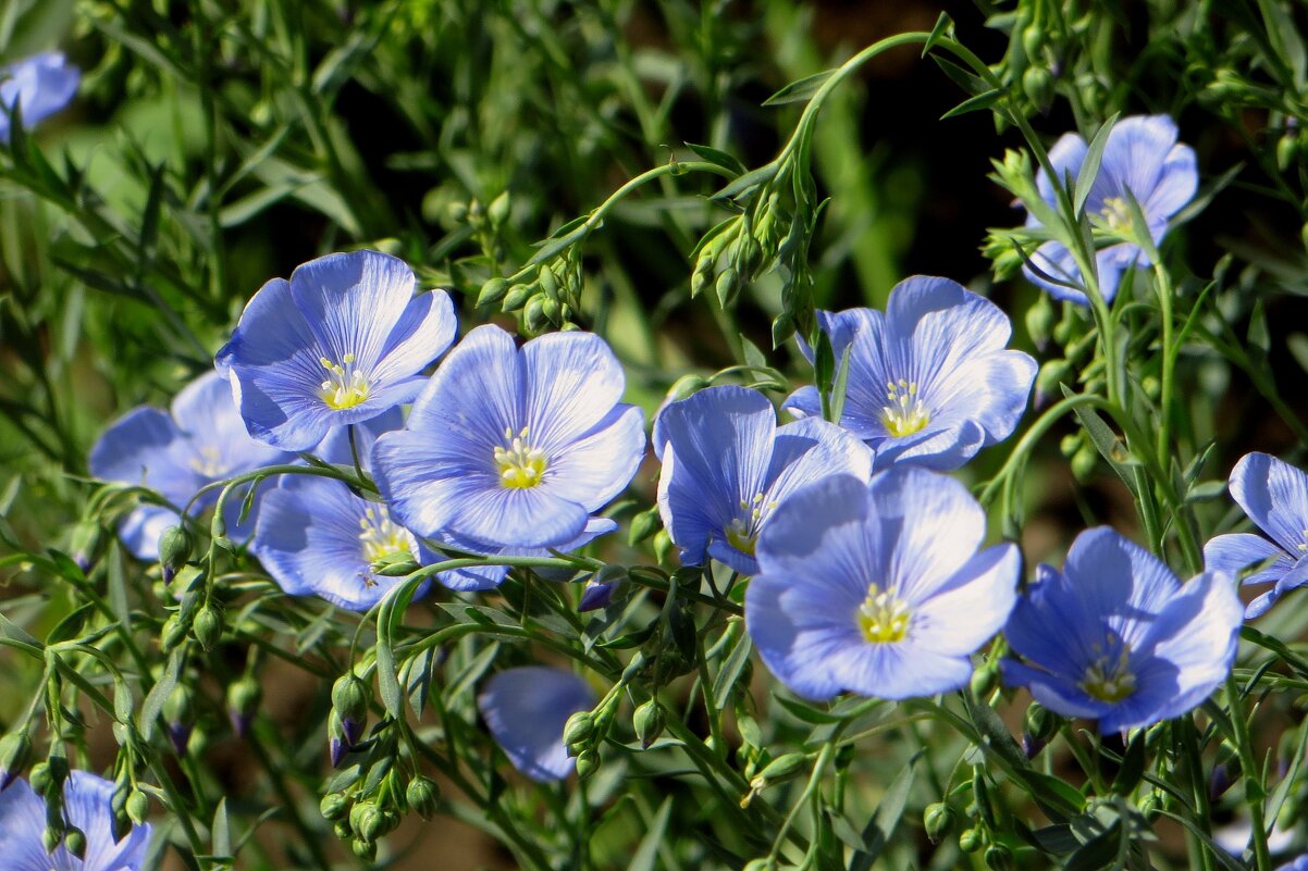 Небесный ленок - Татьяна Смоляниченко Небесный ленок - Татьяна Смоляниченко