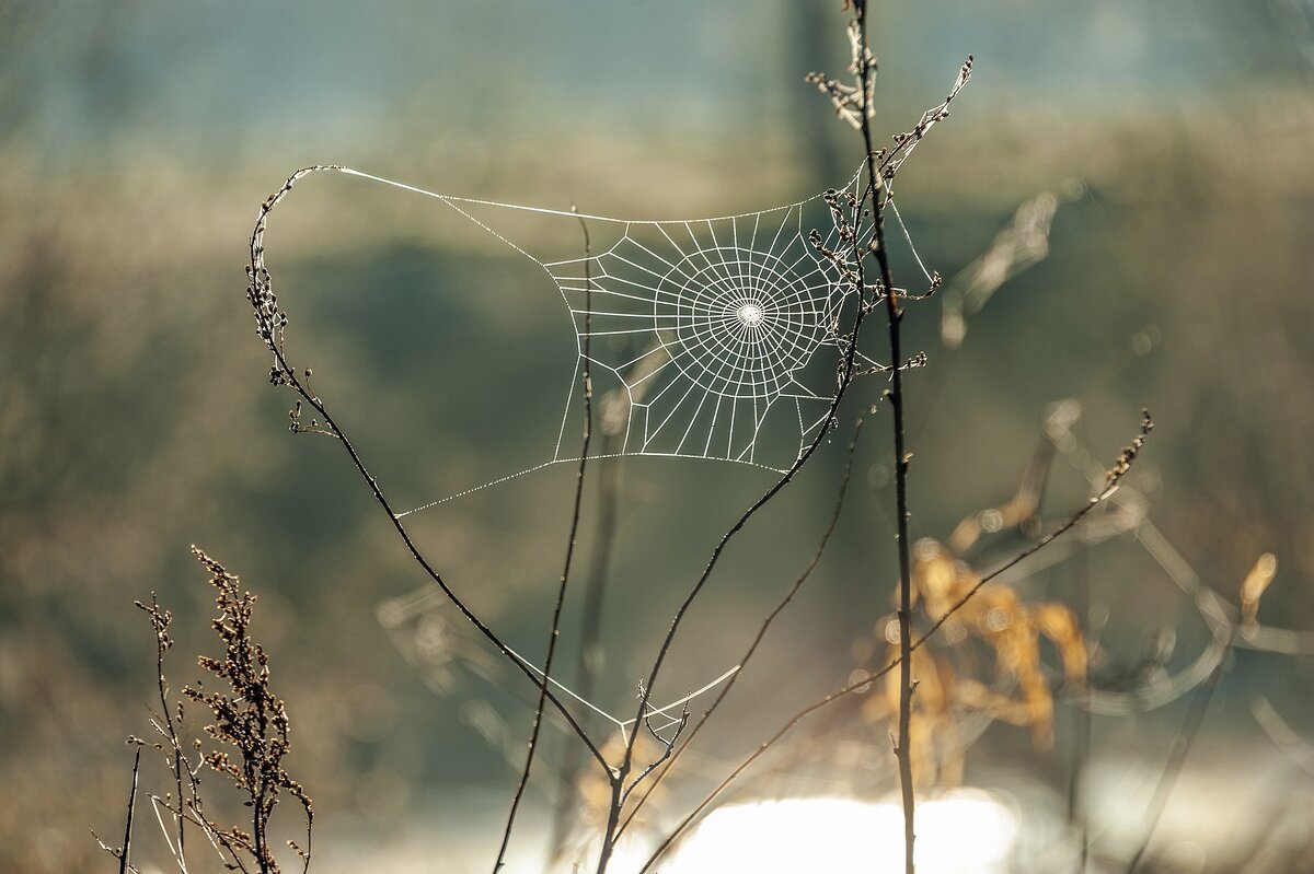 Сеть готова - Валерий Иванович Сеть готова - Валерий Иванович