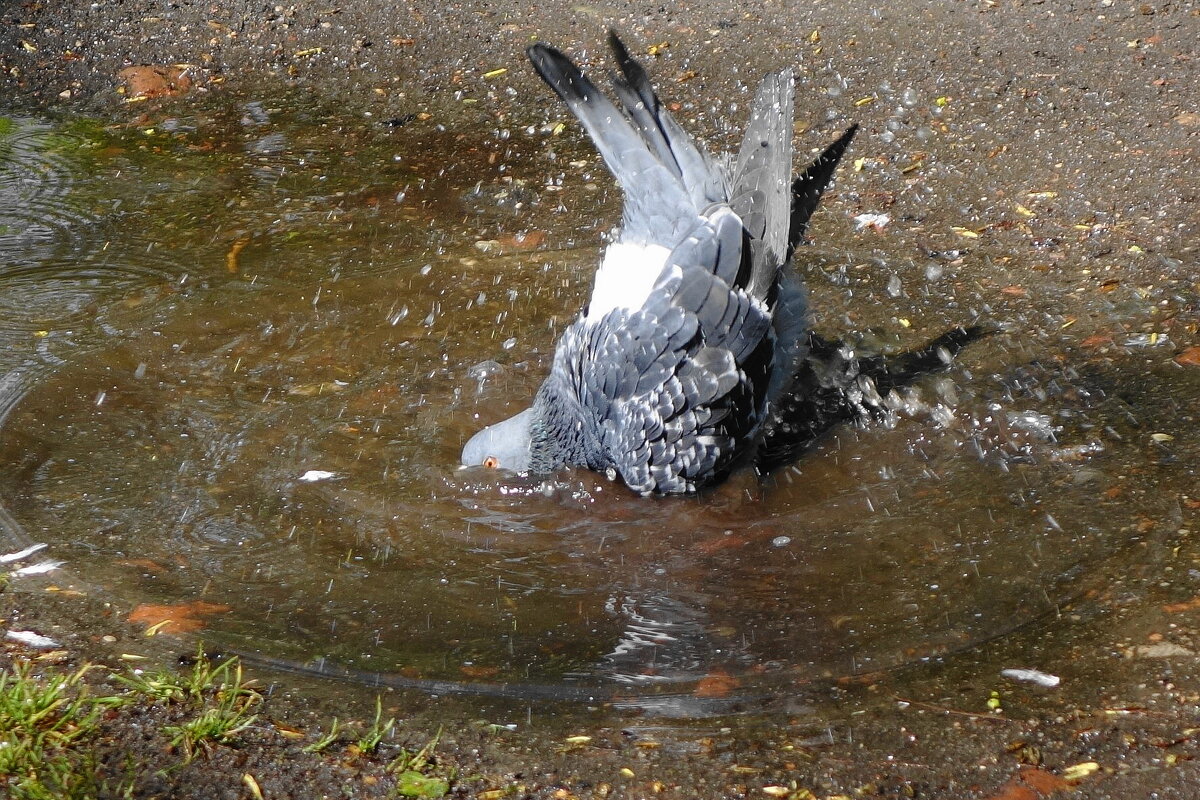 Из жизни голубей... - Рита Симонова Из жизни голубей... - Рита Симонова