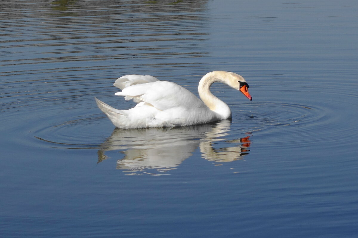 Лебедь - Рита Симонова Лебедь - Рита Симонова