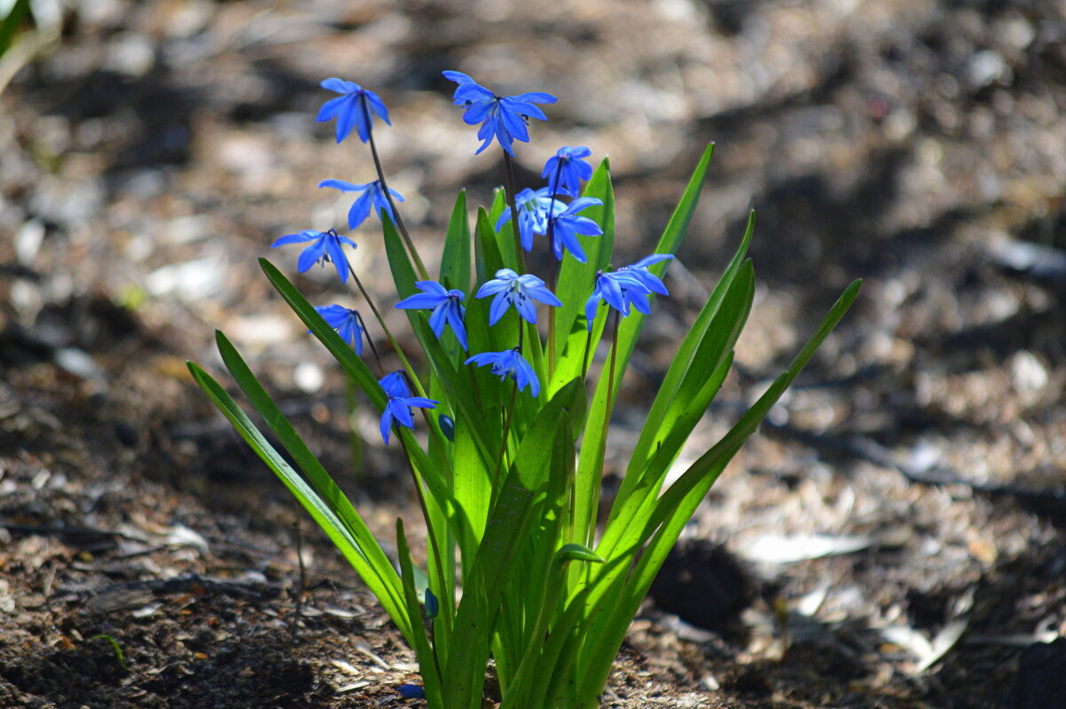Под покровом соснового леса - Татьяна Лютаева Под покровом соснового леса - Татьяна Лютаева