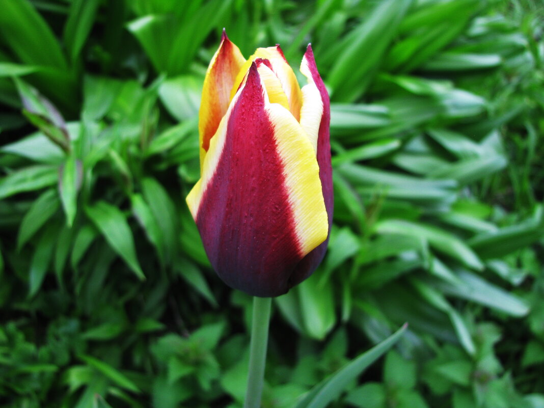 Красавчик - Людмила Смородинская Красавчик - Людмила Смородинская