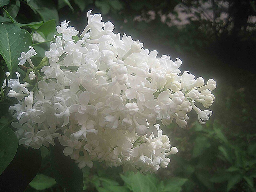 Белая сирень - Елена Семигина