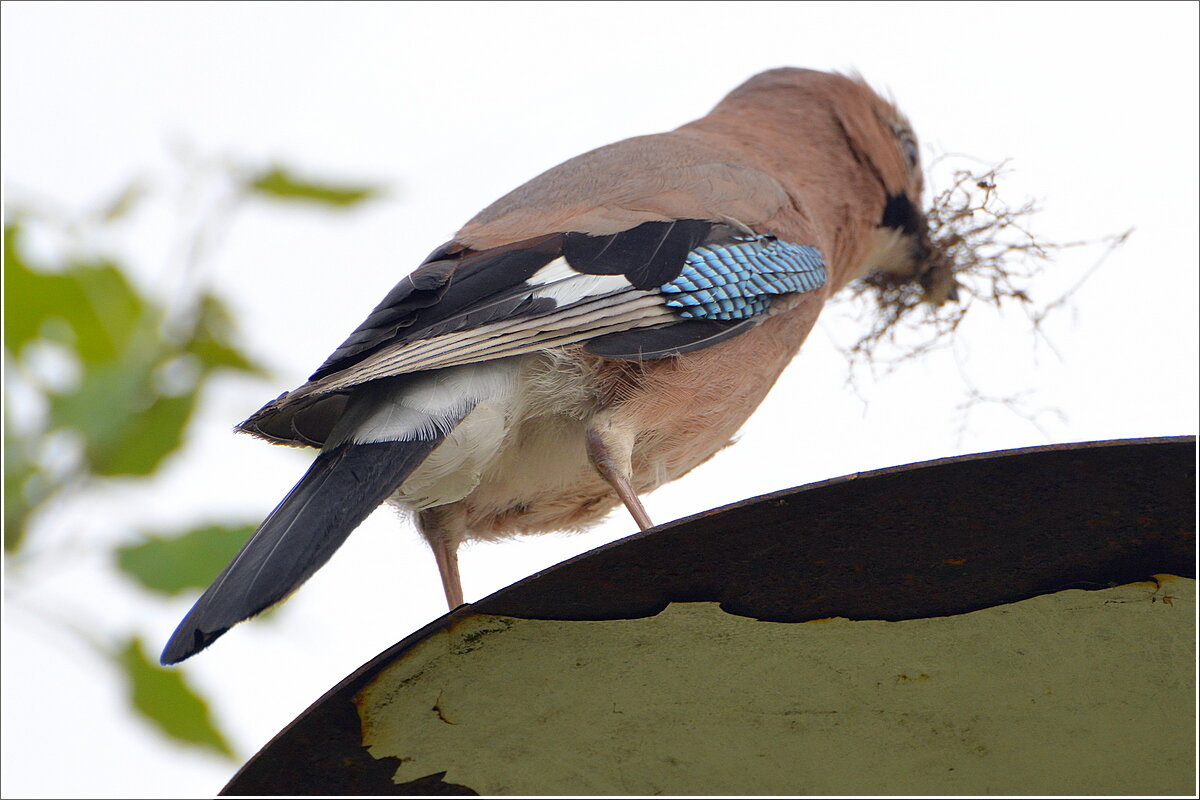 Работяга - Сеня Белгородский Работяга - Сеня Белгородский