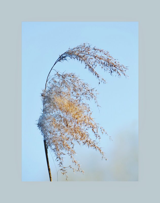 ВЕТОЧКА... - Elvira E. ВЕТОЧКА... - Elvira E.