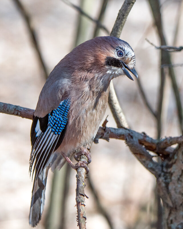 Сойка - Владимир Безбородов
