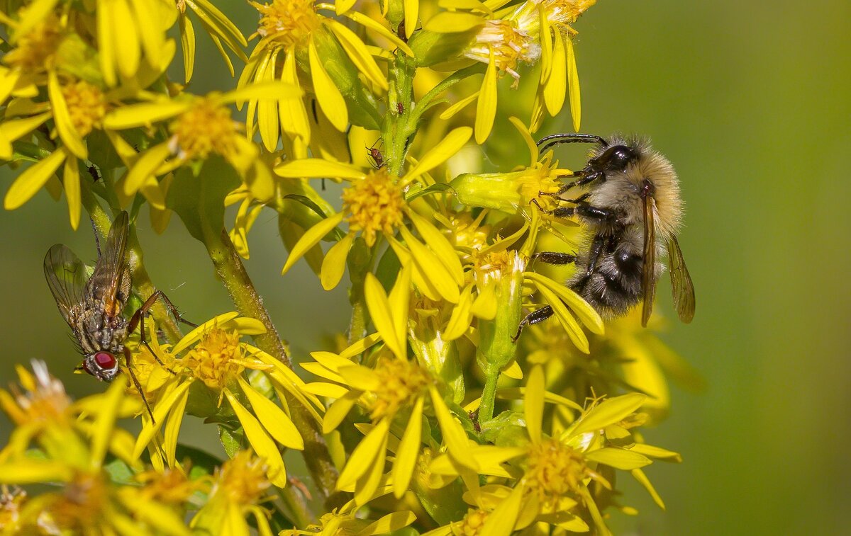 Краски лета. На перевале. Ильменский хребет. - Алексей Трухин Краски лета. На перевале. Ильменский хребет. - Алексей Трухин