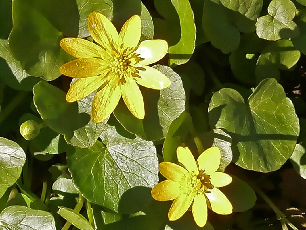 Чистяк весенний - Ольга Довженко