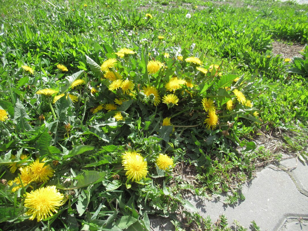 Желтые и скоротечные - Андрей Макурин