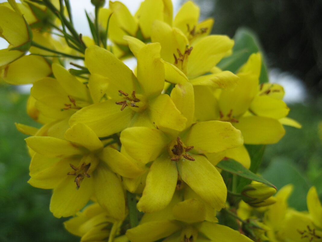 Вербейник - Anna Ivanova Вербейник - Anna Ivanova