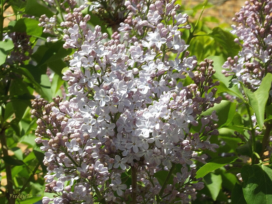 Сирень - Freddy 97 Сирень - Freddy 97