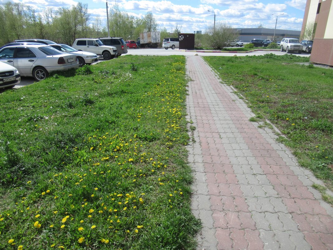 Желтая полянка - Андрей Макурин Желтая полянка - Андрей Макурин